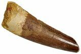 Fossil Spinosaurus Tooth - Real Dinosaur Tooth #356786-1